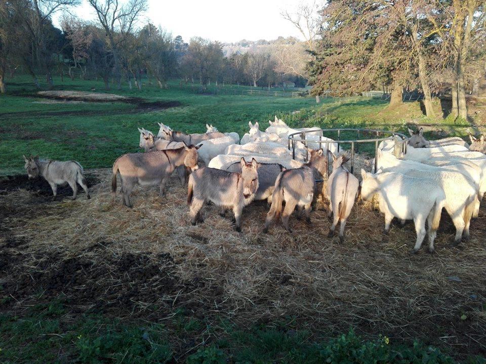 Serranello Azienda Agricola Apartment Bono  Luaran gambar